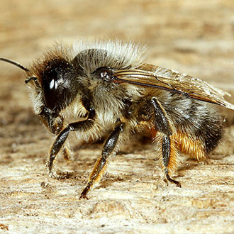 Female Megachile circumcincta, which is now concentrated on the coast