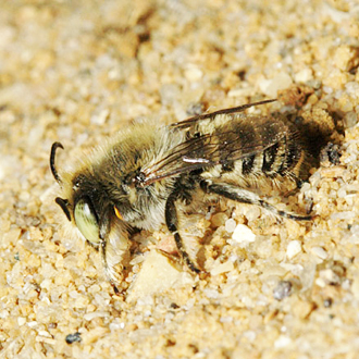 A male Megachile leachella