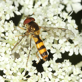 Male Meliscaeva cinctella