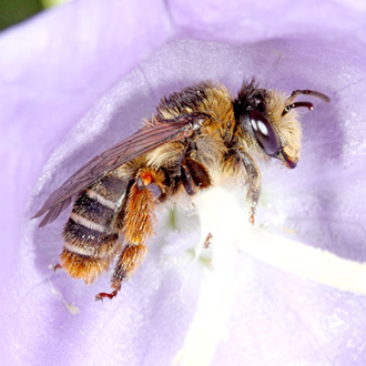 A fresh female Melitta haemorrhoidalis