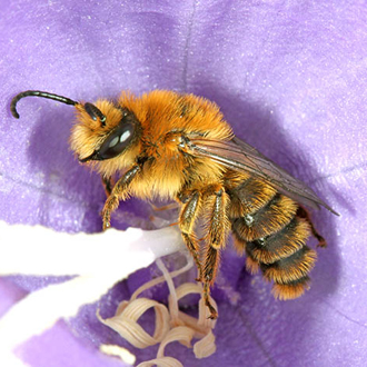 Male Melitta haemorrhoidalis have marvellous colouring when they emerge
