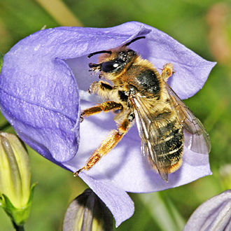 Melitta haemorrhoidalis female about to enter a Harebell (Campanula rotundifolia)