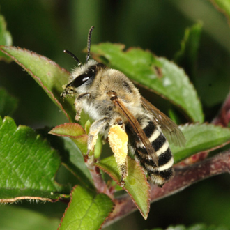 Melitta leporina female, a declining species that forages from vetches and clovers