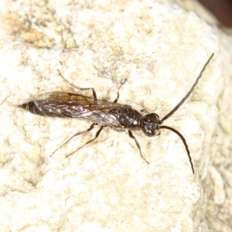 Male Methocha articulata are black and winged