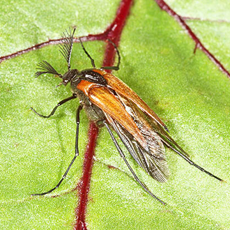 Male Wasp Nest Beetle (Metoecus paradoxus)