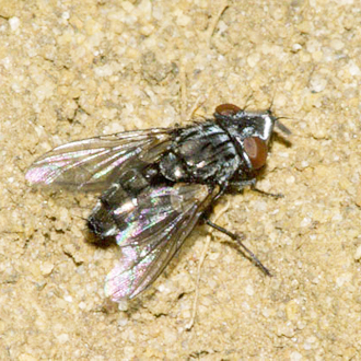 Satellite flies (Metopia sp) lurk around nesting areas