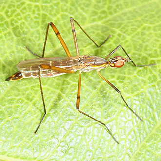 Stilt-legged fly Micropeza lateralis