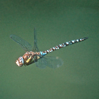 Migrant Hawkers (Aeshna mixta) have done very well over the last 60 years