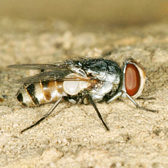 A Miltogrammine fly