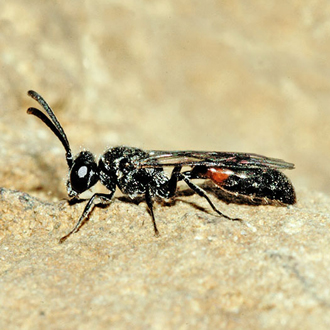 Mimesa bruxellensis males are much darker than Mimesa equestris and with longer antennae