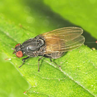 Minettia longipennis is one of the Lauxaniidae