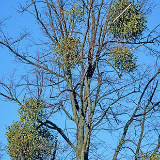 Mistletoe (Viscum album) can grow in bulk on a wide variety of trees