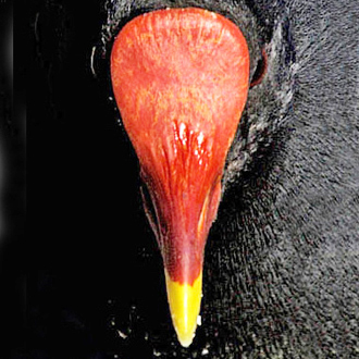 A clear view of red pigmentation on the head