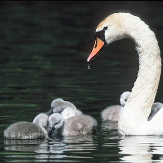 With Mute Swan numbers high, there are insufficient nesting sites