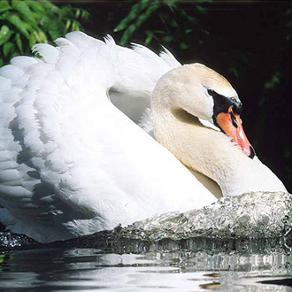 Mute Swan (Cygnus olor) cob busking in aggression