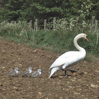 Cob taking cygnets from the nesting area to a river for better long-term feeding