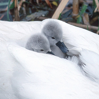 Cygnets travel in style in the first couple of weeks