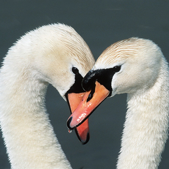 Mute Swans tend to mate for life but there can be 'dumpings'