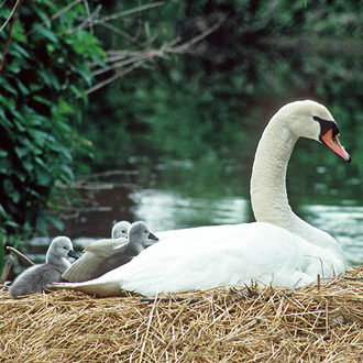 Nests are vulnerable to predation, vandalism and flooding