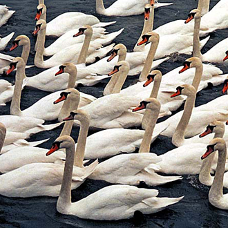 Mute Swans wintering at Welney in Norfolk