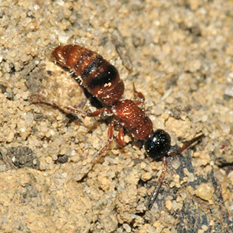 Females of the parasitic Black-headed Velvet Ant, Myrmosa atra, are always flightless
