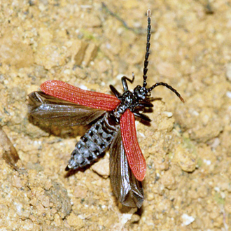 Net-winged Beetle Platycis minutus is a late summer species