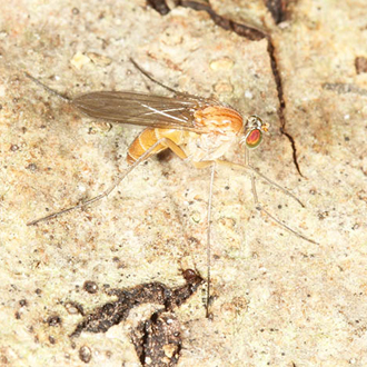 Long-legged fly Neurigona pallida