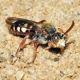 Male Nomada baccata