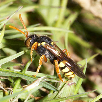 Cuckoo bee Nomada fucata preys on Andrena flavipes