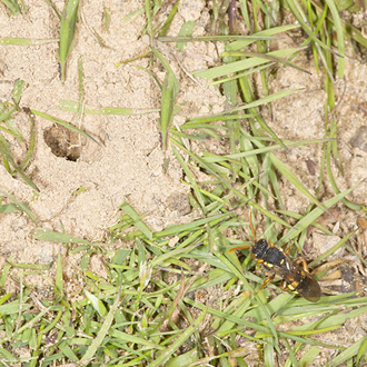 Nomada fucata (bottom right) waiting to enter the prey's burrow