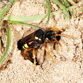 The job done, the Nomada female departs