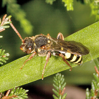 Female Nomada marshamella, a common species