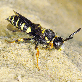 Male Nomada rufipes