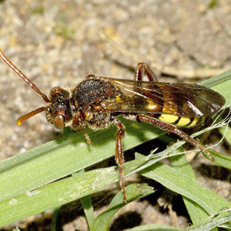 The rare cuckoo bee Nomada signata parasitises Andrena fulva