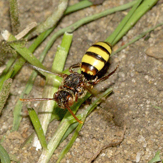 Nomada bees are cleptoparasites and many fly at a much slower speed than their hosts, quartering the ground for occupied burrows