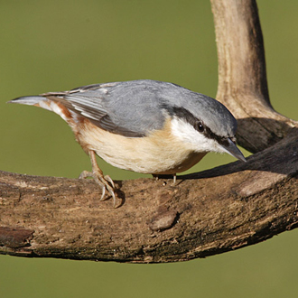 Nuthatches (Sitta europaea) are high in the pecking order among smaller birds