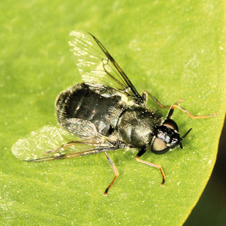 Female Black Colonel (Odontomytia tigrina), the darkest of the soldierflies
