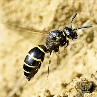 Odynerus spinipes female flying towards the burrow