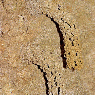 The upper chimney here measured 40mm, most are shorter