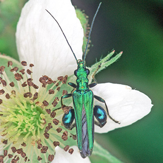 Oedemera nobilis male, with highly developed hind femora