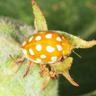 Orange Ladybirds (Halyzia sedecimguttata) feed on fungus