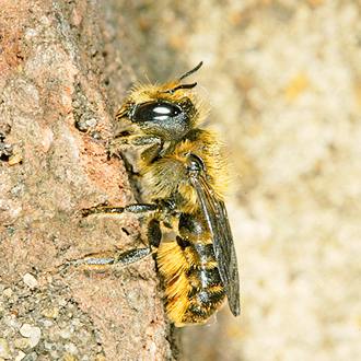 Female Osmia leaiana, who make use of flowers from the daisy family