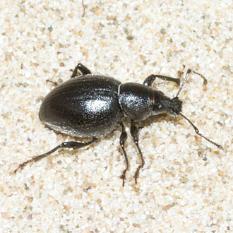 Black Marram Weevil (Otiorhynchus atroapterus)