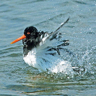 Oystercatcher (Haematopus ostralegus) taking a bath