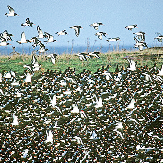 Oystercatchers mass on the coast in the winter