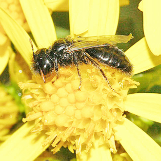 Male Panurgus calcaratus, a much smaller species than Panurgus banksianus