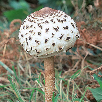 Open woods and grassland suit the Parasol mushroom (Lepiota procera)