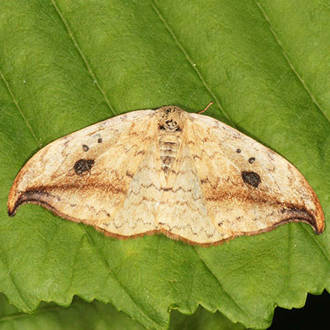 Pebble Hook-tip (Drepana falcataria)