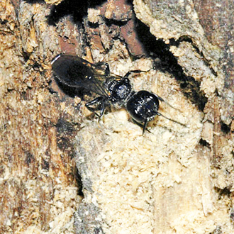 The dispossessed Pemphredon lugubris female outside her former burrow