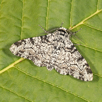 Peppered Moth (Biston betularia)